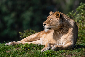 Majestic Female Lion Resting on Grass in the Sun