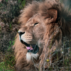 Majestic Male Lion Resting in Tall Grass