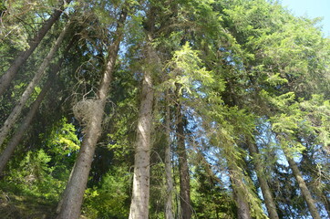 Spruce Tree Forest, Sunbeams through Fog illuminating Moss and Fern Covered Forest Floor, Creating a Mystic Atmosphere