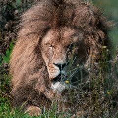 Majestic Male Lion Resting in Tall Grass