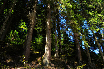 Spruce Tree Forest, Sunbeams through Fog illuminating Moss and Fern Covered Forest Floor, Creating a Mystic Atmosphere