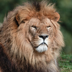 Majestic Male Lion Close Up Portrait