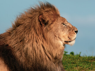 Obraz na płótnie Canvas Majestic Male Lion Close Up Side Profile