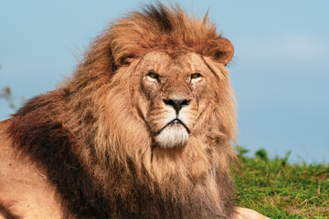 Obraz premium Majestic Male Lion Close Up Portrait