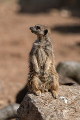 Meerkat keeping an Eye Out for Predators