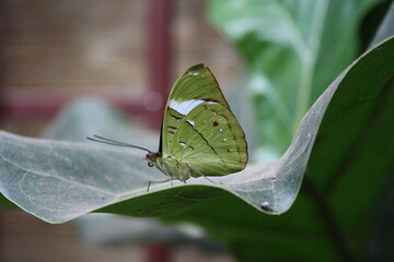 green tropical butterfly on leaf