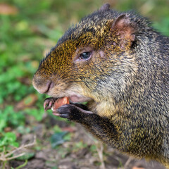 Cute Azara's Agouti Feeding on a Carrot