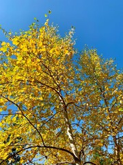 yellow autumn leaves