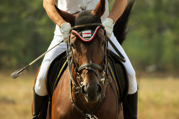 Close-up of the head of a thoroughbred stallion. Rider in uniform, horse equipped for racing.
