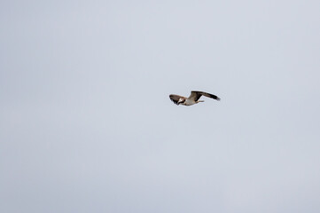 Seeadler