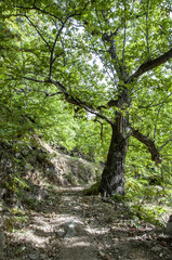 Fototapeta premium Paseo entre castaños, Casillas, Ávila, Castilla y León, España