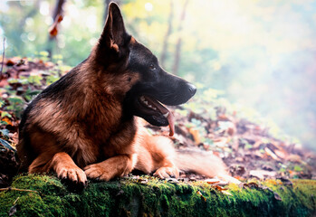 adult german shepherd dog in autumn forest