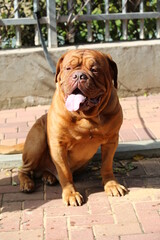 bulldog