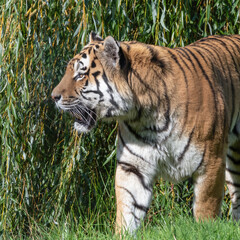 Beautiful Bengal Tiger Standing Near a Large Shrub
