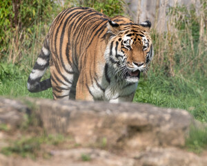 Fototapeta na wymiar Beautiful Bengal Tiger Walking on Rocky Ground