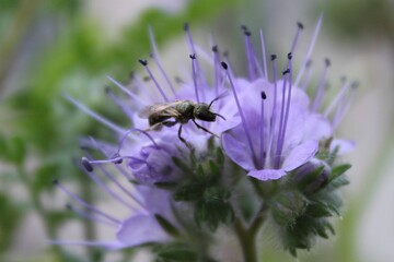 Wild bee on purple garden flower