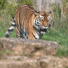 Naklejka premium Beautiful Bengal Tiger Walking on Rocky Ground