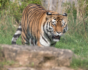 Naklejka premium Beautiful Bengal Tiger Walking on Rocky Ground