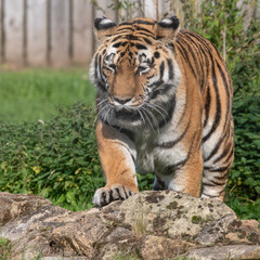 Obraz premium Beautiful Bengal Tiger Walking on Rocky Ground