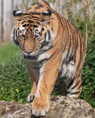 Naklejka na ściany i meble Beautiful Bengal Tiger Walking on Rocky Ground