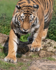 Beautiful Bengal Tiger Walking on Rocky Ground