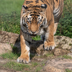 Beautiful Bengal Tiger Walking on Rocky Ground