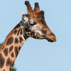 Close Up of a Rothchild Giraffe Head and Neck