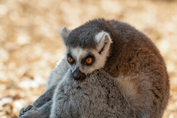 Ring-Tailed Lemur Resting Its Head on Its Leg