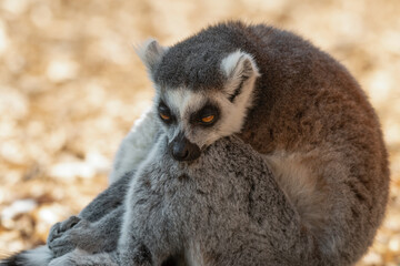 Ring-Tailed Lemur Resting Its Head on Its Leg