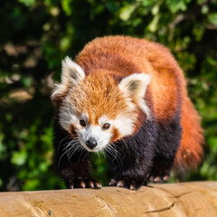 Gorgeous Red Panda Walking Along a Wooden Post