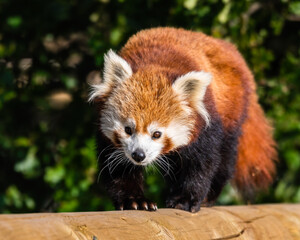 Obraz premium Gorgeous Red Panda Walking Along a Wooden Post