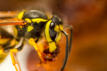 Beautiful Median wasp (Dolichovespula) portrait 