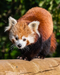 Obraz premium Gorgeous Red Panda Walking Along a Wooden Post