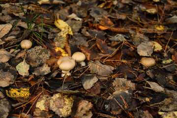 mushrooms on the ground