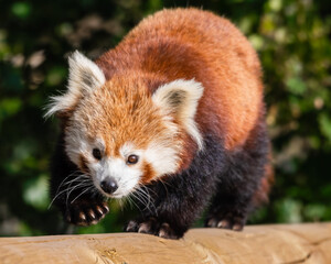 Gorgeous Red Panda Walking Along a Wooden Post