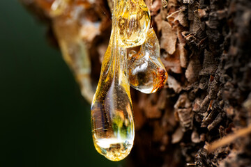 Pine resin amber color flows down the bark of the tree. Damaged pine bark dripping sticky resin