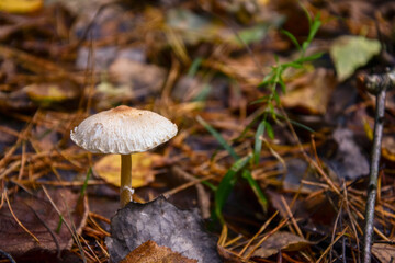 mushroom on the ground