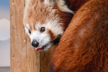 Gorgeous Red Panda Resting on a Wooden Platform