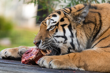 Beautiful Bengal Tiger Eating Raw Meat