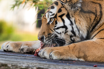 Beautiful Bengal Tiger Eating Raw Meat