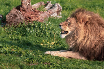 Male Lion Resting on Grass Showing His Teeth