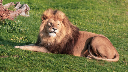 Obraz na płótnie Canvas Male Lion Resting on Grass in the Sun