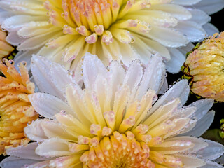 Chrysanthemum Flowers with Dew - 171