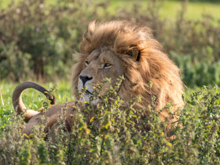Naklejka na ściany i meble Male Lion Resting in Tall Grass