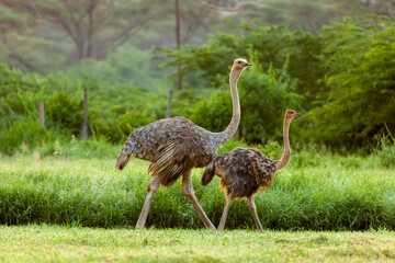 Two ostrich with a baby spotted at Kenya national park.