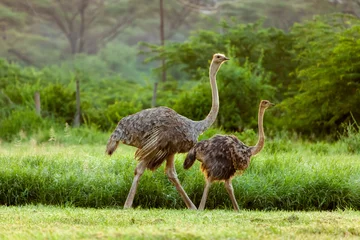 Foto auf Acrylglas Two ostrich with a baby spotted at Kenya national park. © njbfoto