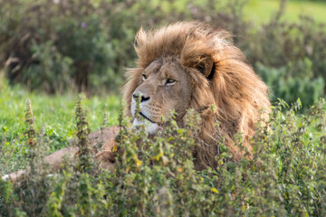 Male Lion Resting in Tall Grass