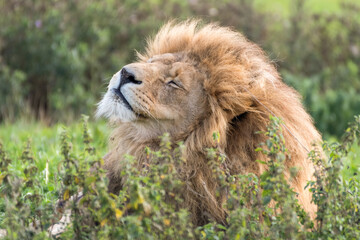 Male Lion Resting in Tall Grass