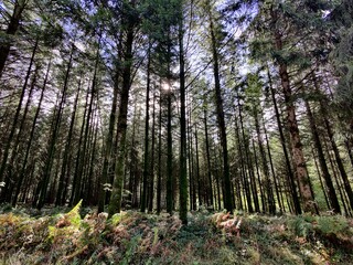 Forest on a sunny day