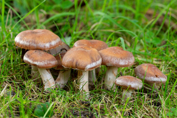 Meadow waxcap